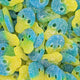 Vegan Blue & Yellow Skulls